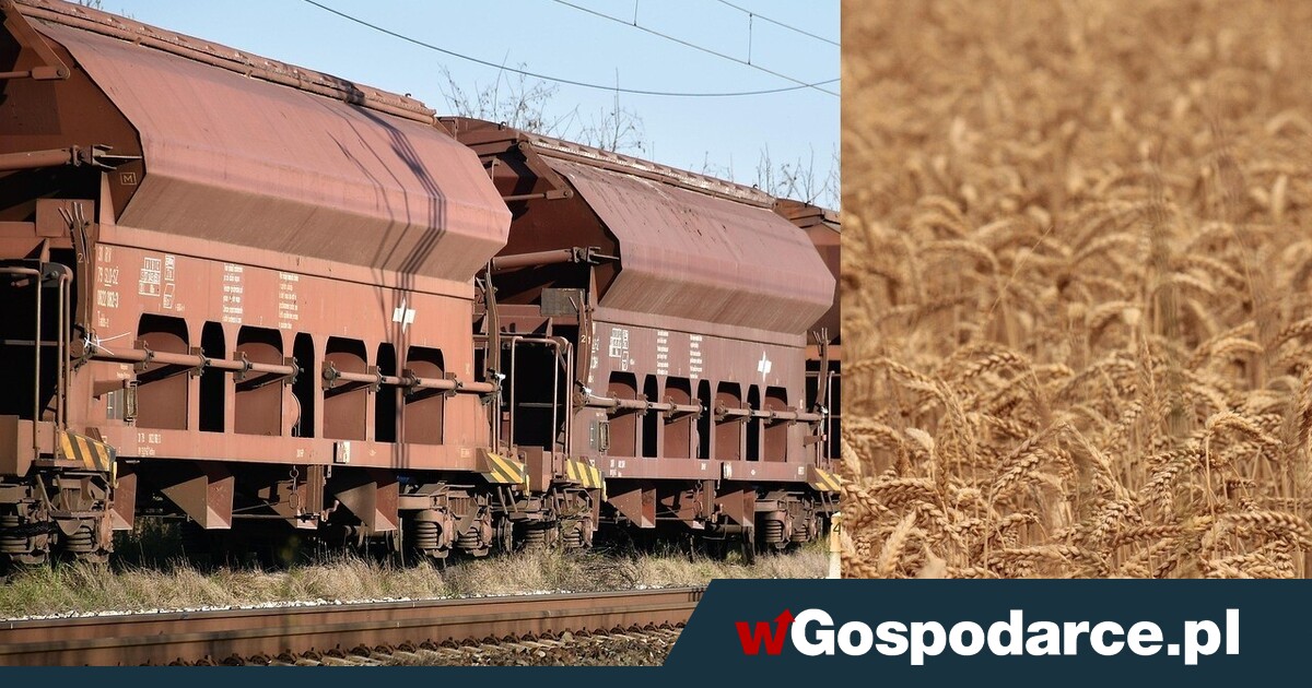 Rolnicy alarmują: ukraińskie zboże znowu zalewa Polskę!