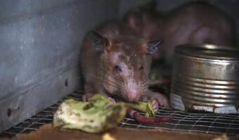 Rosyjscy żołnierze ofiarą trutki na szczury! Bilans zmarłych