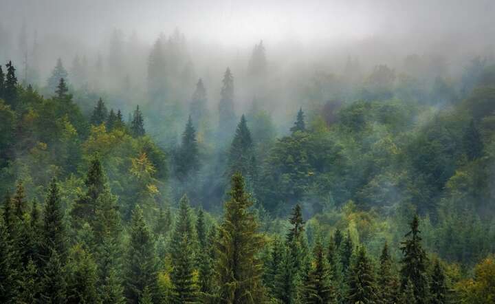 Zalesianie zaciemnia powierzchnię lądów, co zmniejsza ich przeciwdziałanie zmianom klimatu / autor: Pixabay