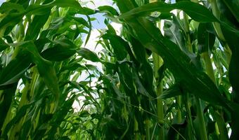 Powierzchnia upraw GMO coraz bardziej się powiększa