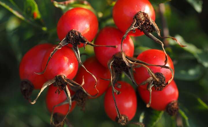 Owoce dzikiej róży w naturze / autor: Pixabay