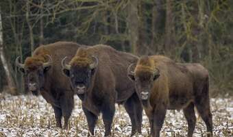 Puszcza Białowieska doczeka się regulacji osobną ustawą