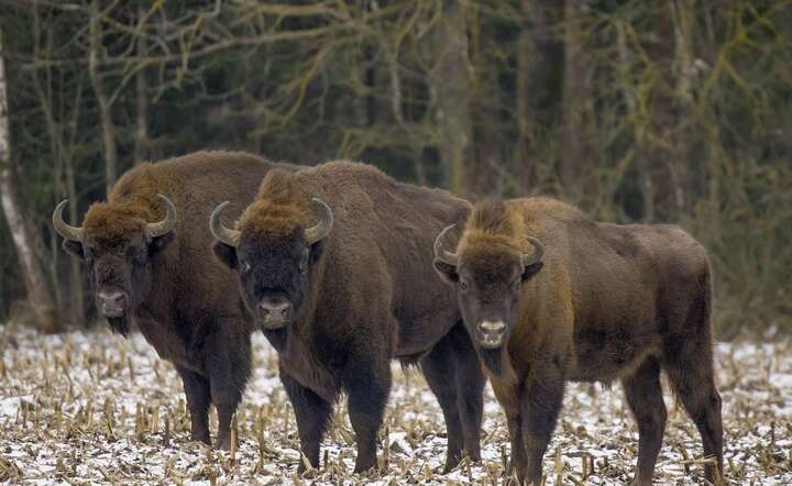 Puszcza Białowieska doczeka się regulacji osobną ustawą