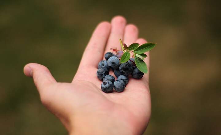 Jagody / autor: Pixabay