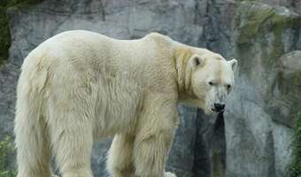 Warszawskie zoo traci wielką atrakcję. Dlaczego?
