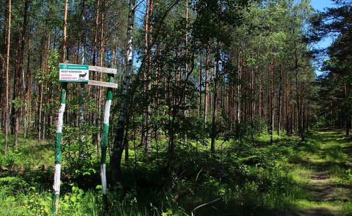 Sondaż wPolityce.pl: Polskie lasy pod polską kontrolą