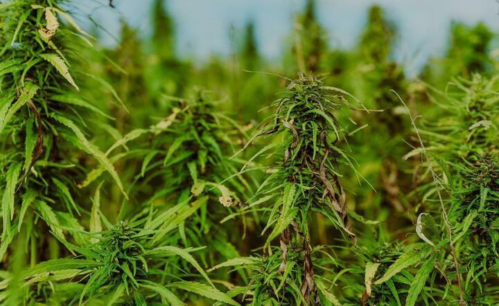 marihuana / autor: Pixabay