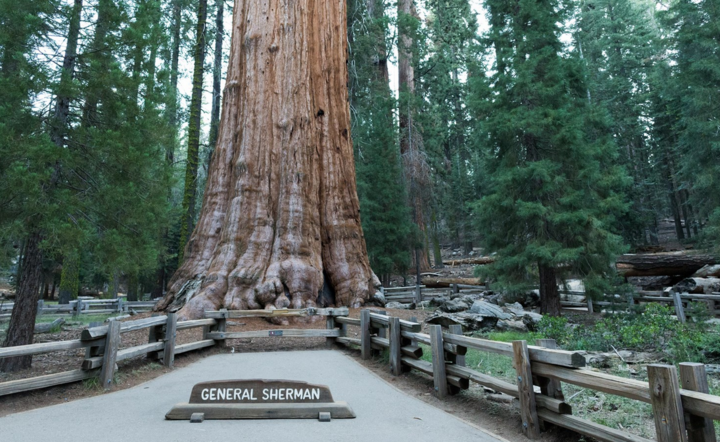 sekwoja General Sherman / autor: National Park Service, nps.gov