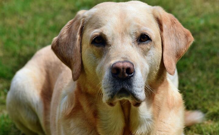 Labrador / autor: pixabay