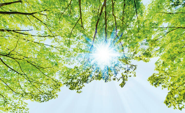 autor: Shutterstock