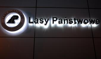 Co czeka Lasy Państwowe? Upolitycznienie i czystki kadrowe