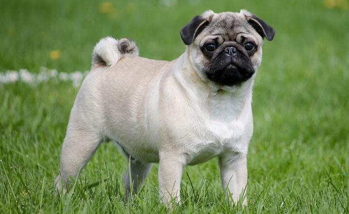Mops  / autor: Pixabay 