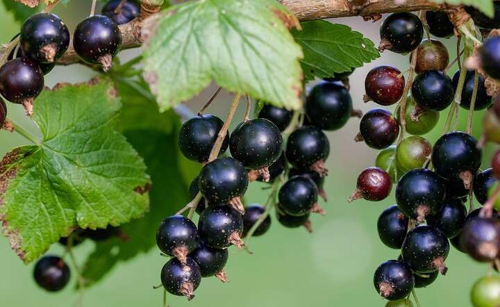 Sezon na nią trwa tylko chwilę; ma najwięcej witaminy C
