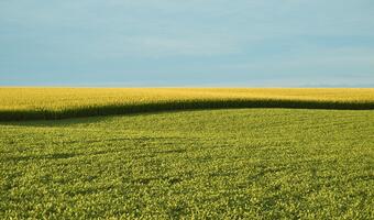 Uprawy GMO muszą być rejestrowane