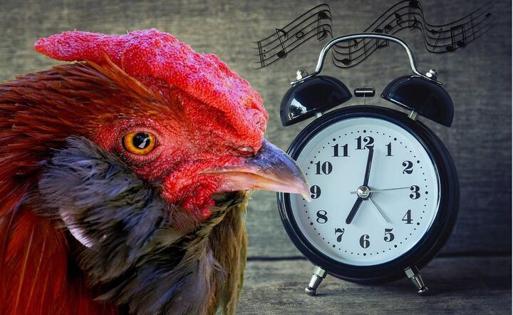 Budzik / autor: Pixabay