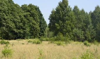 Prawo pierwokupu prywatnych lasów od dziś należy do skarbu państwa
