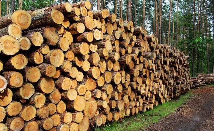Rocznie w energetyce w Polsce może być spalanych od 1,5 do 3 mln m sześc. drewna okrągłego / autor: Fratria / MK