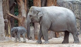 Warszawskie zoo. Zwierząt sposoby na upały