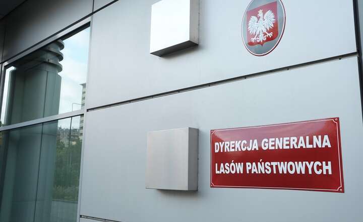 Lasy Państwowe zapowiadają osiągnięcie w 2025 roku wyniku finansowego na poziomie ok. 400 mln zł / autor: Fratria / KK