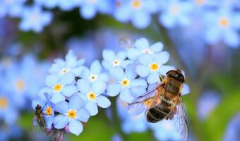 Pszczoły potrzebują pomocy. Mają śmiertelnego wroga