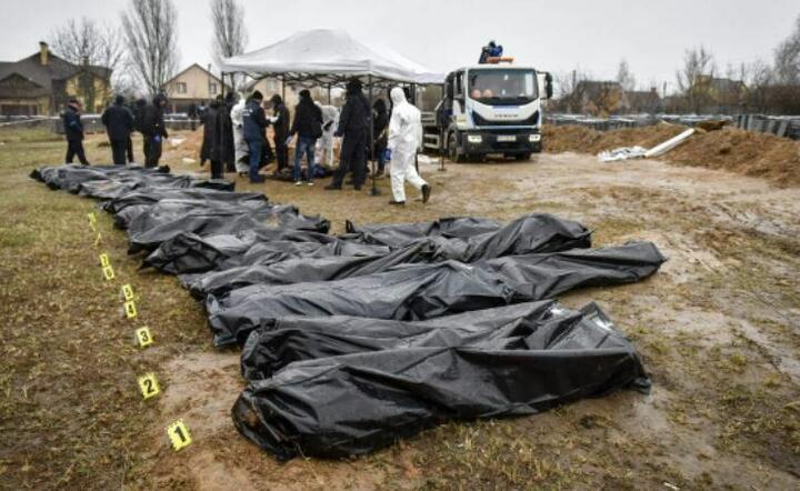 Bucza  / autor: PAP/EPA/OLEG PETRASYUK 
