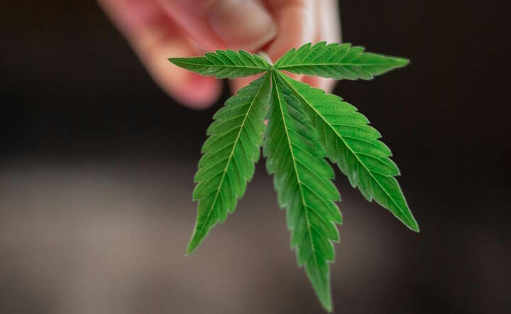 Niemcy. "Legalizacja narkotyków wymknęła się spod kontroli"