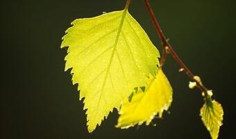 Zielone certyfikaty korzystne dla biznesu