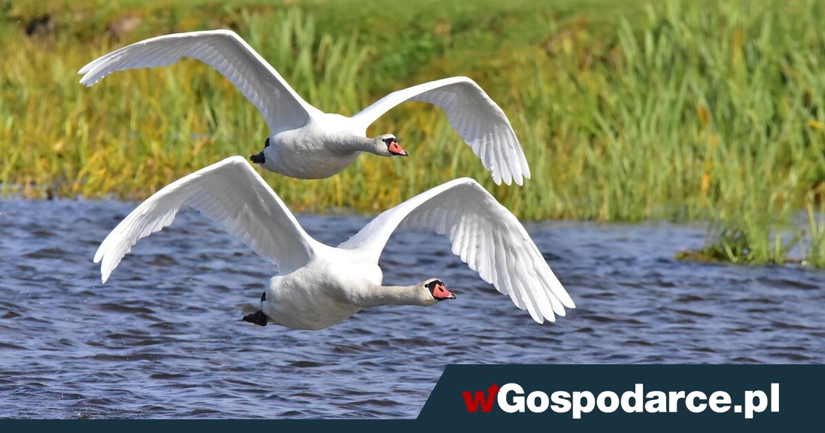 Obserwowanie ptaków poprawia nastrój. Wyjdź na spacer!