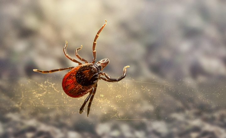 Zdjęcie ilustracyjne / autor: Pixabay