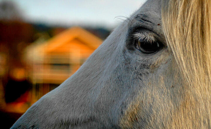 Fot. Freeimages/Oskar Mellemsether