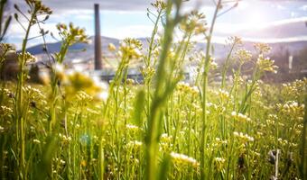 Niemcy gotowi na zieloną transformację energetyczną Ukrainy
