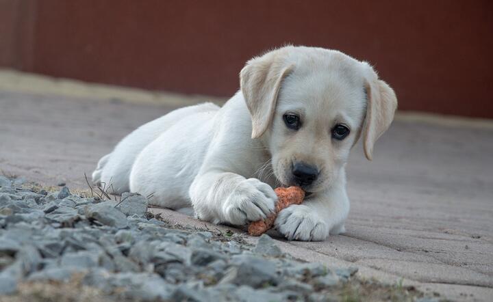 Labrador / autor: Pixabay