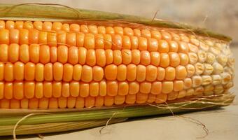 Komisja Europejska za pomocą kruczków formalnych poszerza import GMO do UE