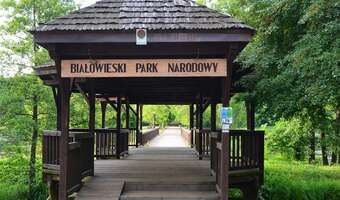 Las gospodarczy czy rezerwat? Zamęt wokół Białowieży