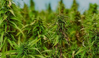 Argentyna legalizuje masową hodowlę i produkcję marihuany
