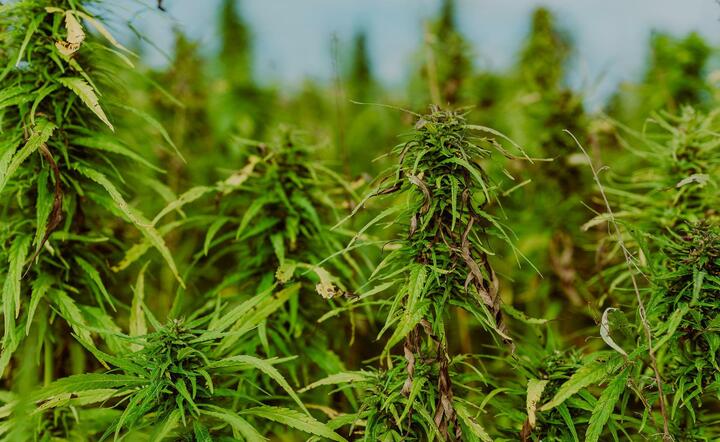 marihuana / autor: Pixabay