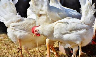 Farmerzy w USA masowo utylizują drób