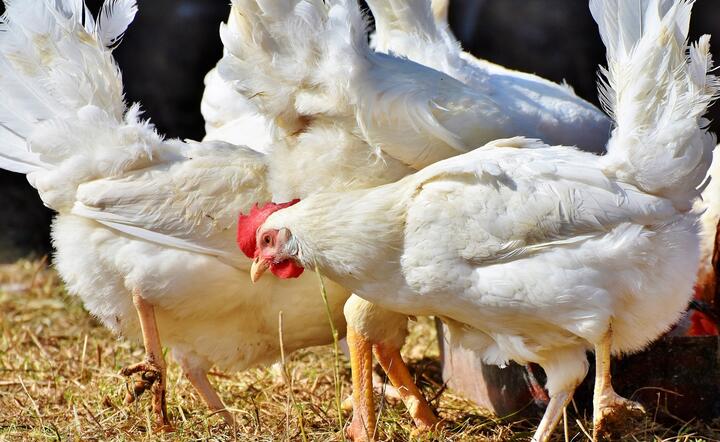 Farmerzy w USA masowo utylizują drób