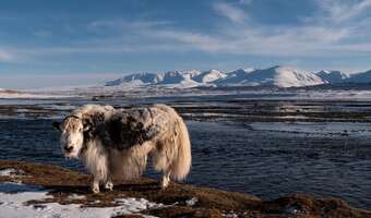 Zimowa hekatomba w Mongolii