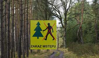 Kto ma zarządzać lasami? Teraz ekolodzy