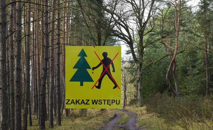 TSUE orzekł, że ochrona gatunkowa jest ważniejsza od prowadzenia gospodarki leśnej / autor: Pixabay