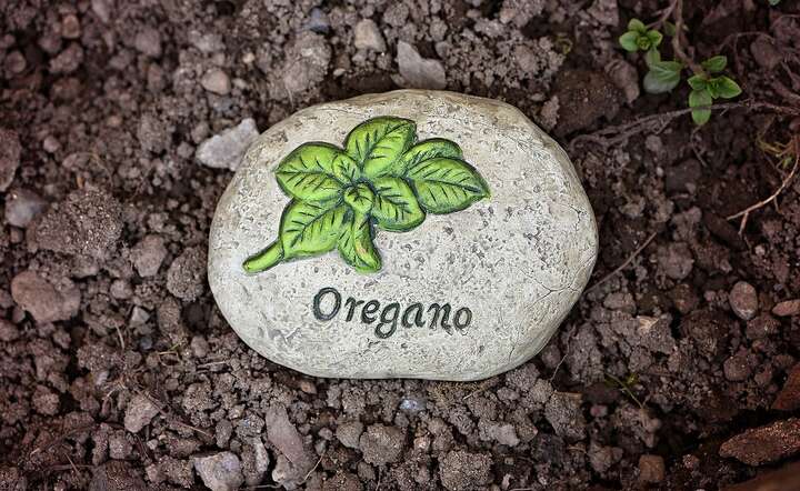 Oregano, zwane jest również lebiodką pospolitą / autor: Pixabay
