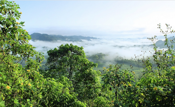 Amazonia - zdjęcie ilustracyjne. / autor: Pixabay