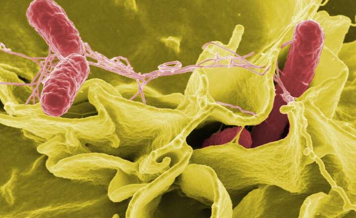 Zakażenia wywołują bakterie z rodzaju Salmonella / autor: Pixabay