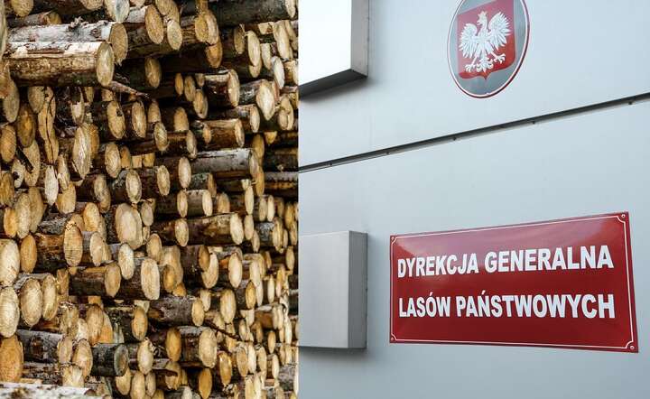 Moratorium na wycinkę objęte zostały w sumie 94 tys. ha lasów / autor: Fratria x 2