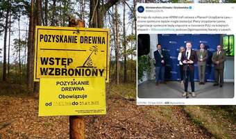 Nadchodzi paraliż w lasach. Zieloni dostaną prawo weta