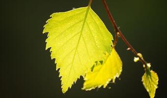Polscy naukowcy pracują nad ekologicznym wydobyciem gazu łupkowego