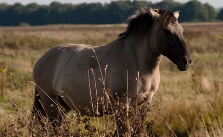 Konik polski jest najbliższy genetycznie wczesnośredniowiecznym tarpanom / autor: Autorstwa Hans Pama - Flickr, CC BY 2.0/Wikimedia