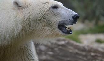 Niedźwiedź polarny zabił mężczyznę na Spitsbergenie