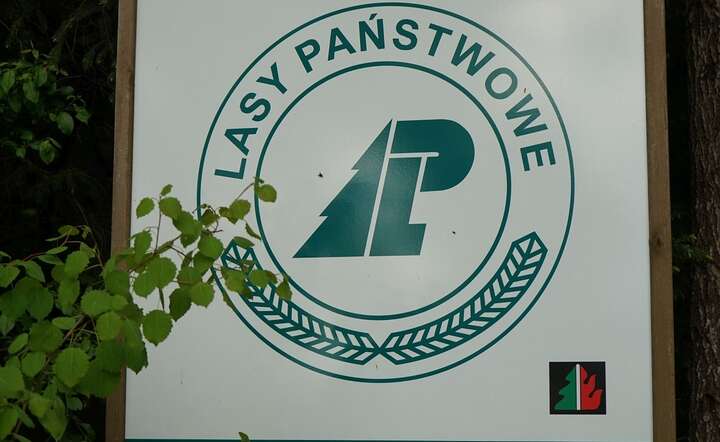 Konfederacja: To nie Polacy są dla lasów, tylko lasy są dla Polaków / autor: Fratria / MK